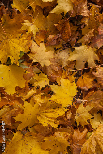 Autumn yellow leaves background