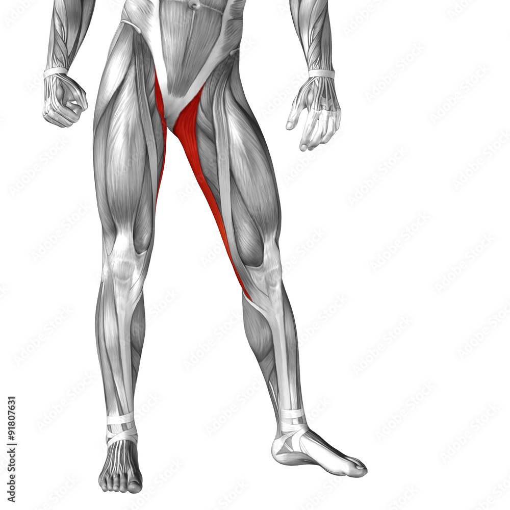 Conceptual 3D human front upper leg muscle anatomy Conceptual 3D human front upper leg muscle anatomy