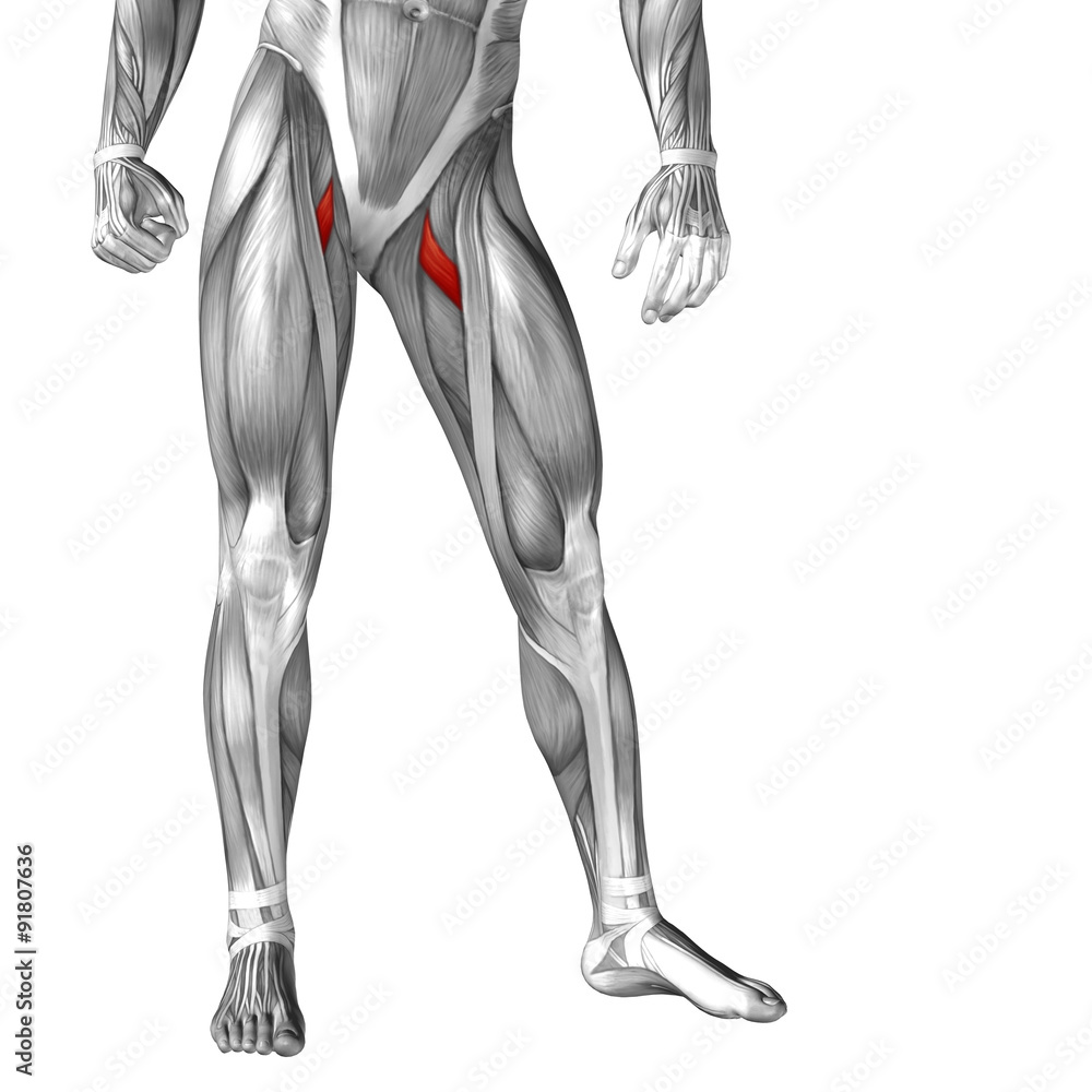 Conceptual 3D human front upper leg muscle anatomy Conceptual 3D human front upper leg muscle anatomy