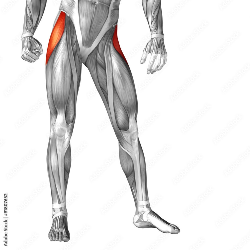 Conceptual 3D human front upper leg muscle anatomy Conceptual 3D human front upper leg muscle anatomy