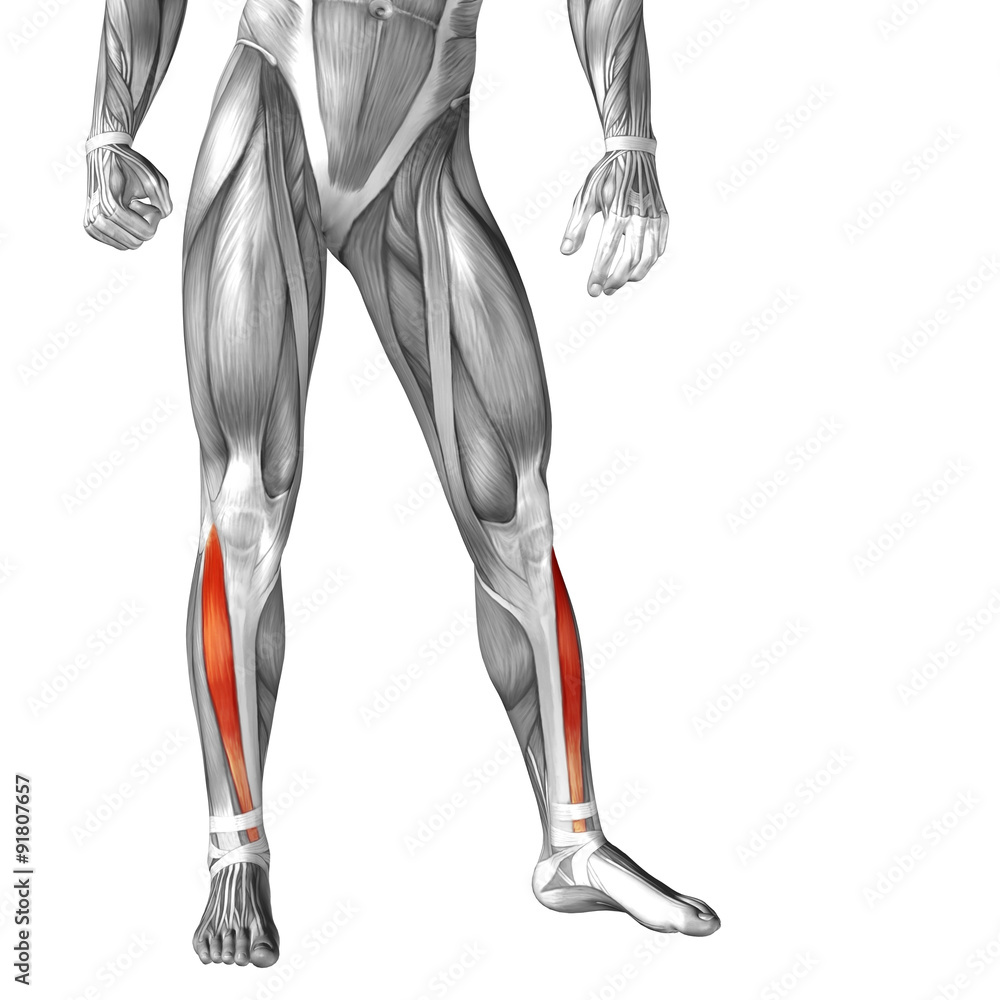 Conceptual 3D human front lower leg muscle anatomy Conceptual 3D human front lower leg muscle anatomy