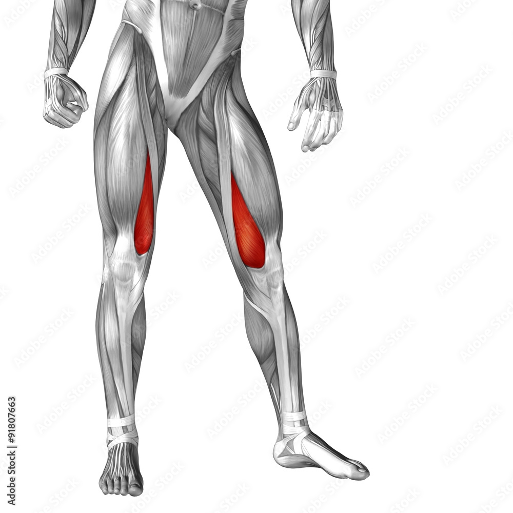 Conceptual 3D human front upper leg muscle anatomy Conceptual 3D human front upper leg muscle anatomy
