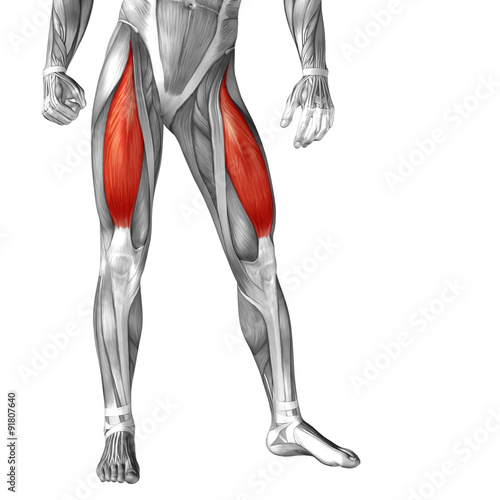 Conceptual 3D human front upper leg muscle anatomy