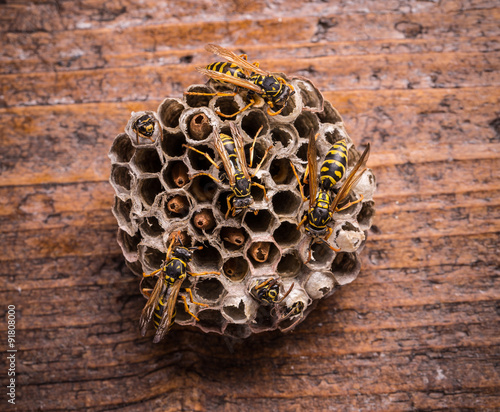 Wasps in comb