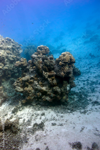 bottom of tropical sea with coral reef on blue water background at great depth