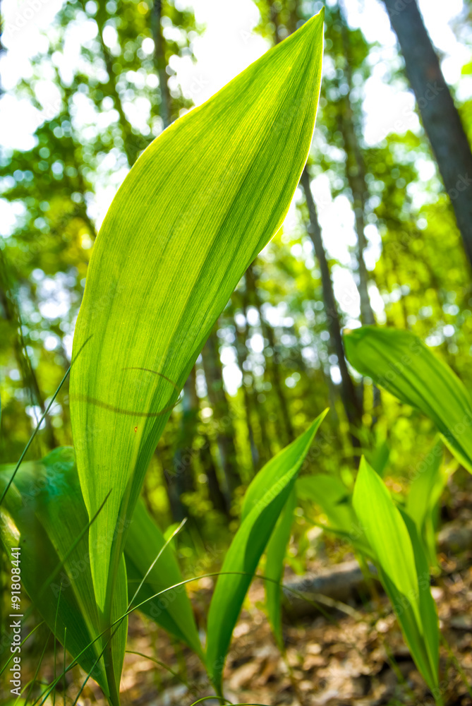 lily of the valley closeup leaf lily of the valley closeup leaf