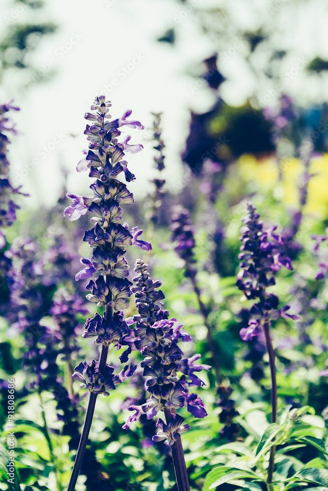 Fototapeta premium statice flower