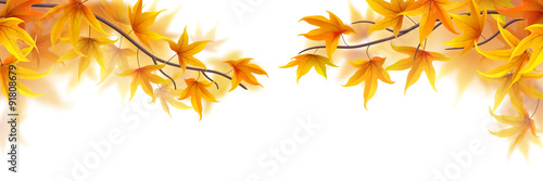 Autumn branches with maple leaves on white background