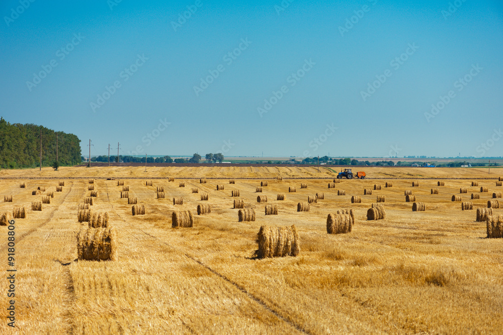 Fototapeta premium Round straw bales in harvested fields and blue sky 
