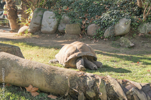 Turtle reptile photo