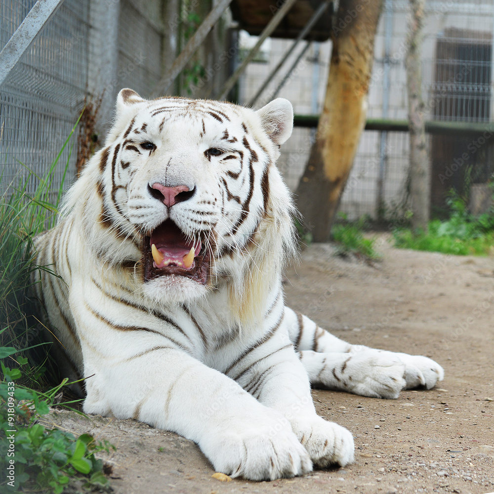 Naklejka premium Tiger in zoo