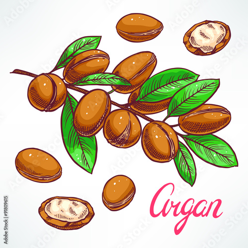 Argan tree branch