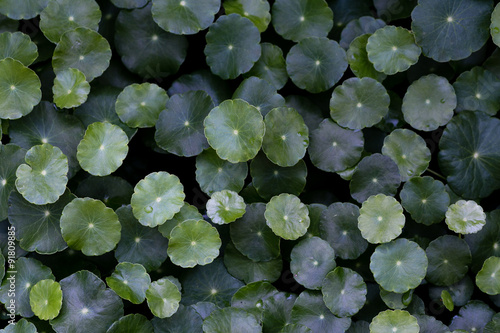 Water Pennywort closeup from top view