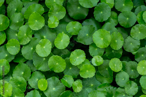 Water Pennywort closeup from top view