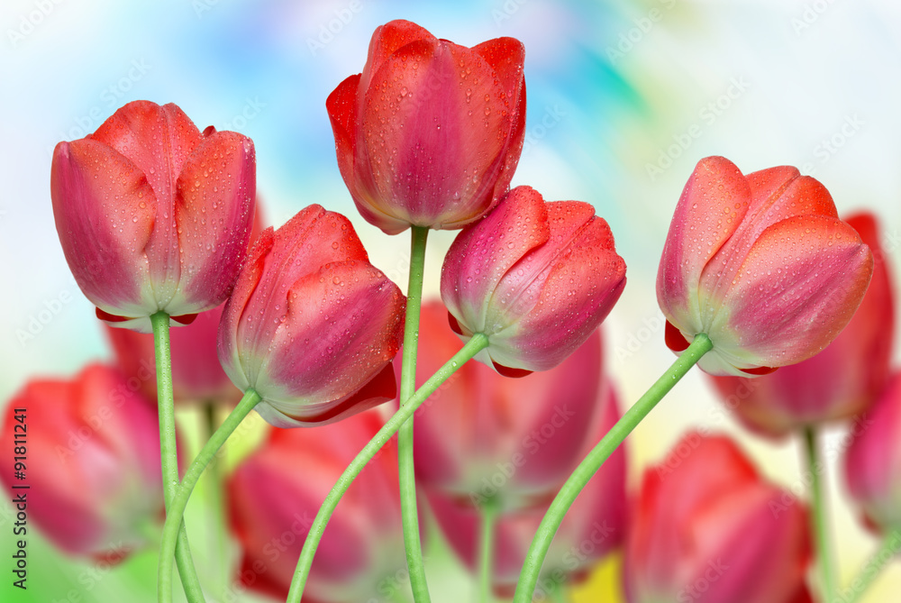 tulip flowers tulip flowers