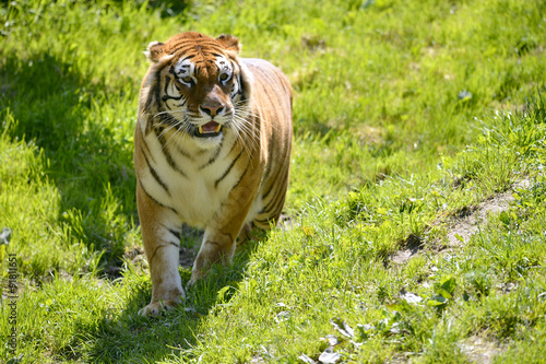 Fototapeta Naklejka Na Ścianę i Meble -  Tiger on grass