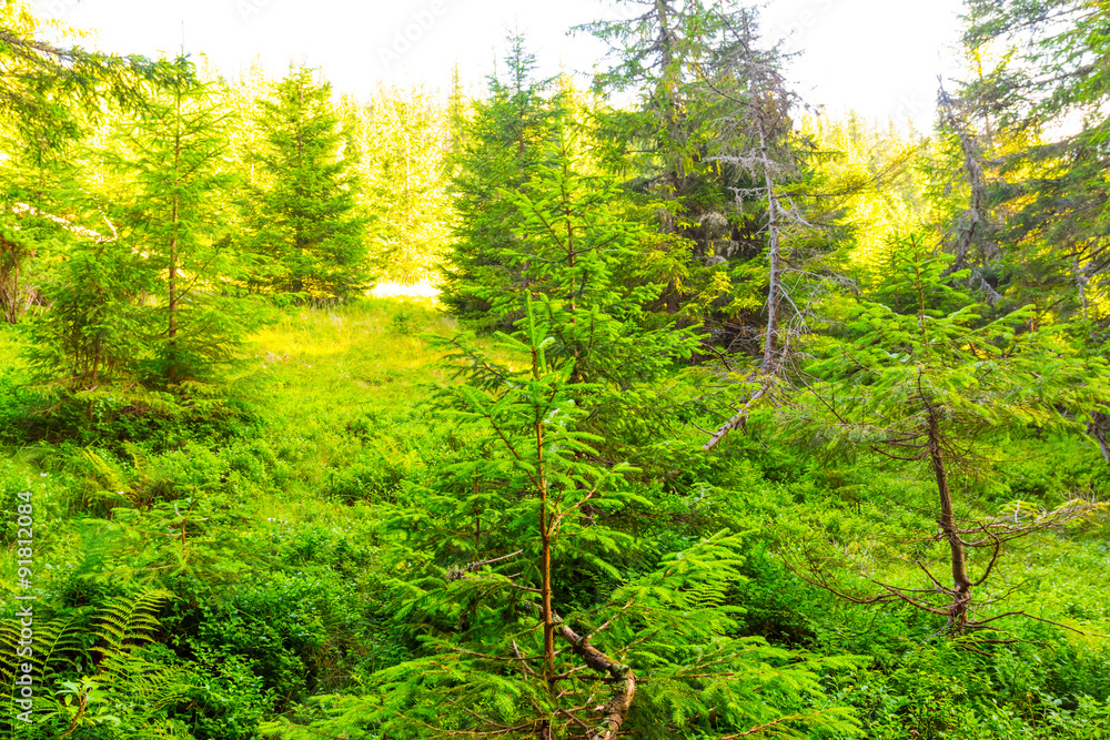 summer pine tree forest scene summer pine tree forest scene