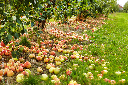  Many of the apples are lying under the tree already.