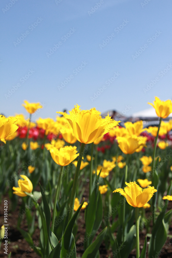 Fototapeta premium Yellow Tulips closeup 