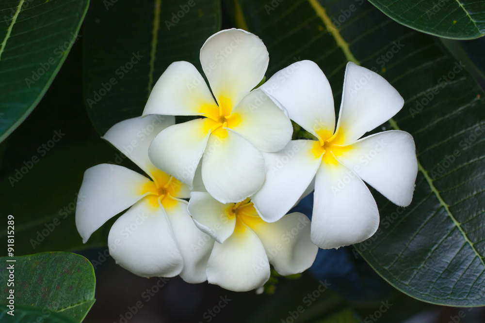 Fototapeta premium Plumeria