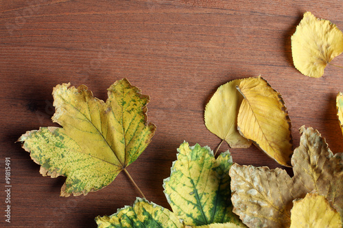 yellow leaves on wooden background