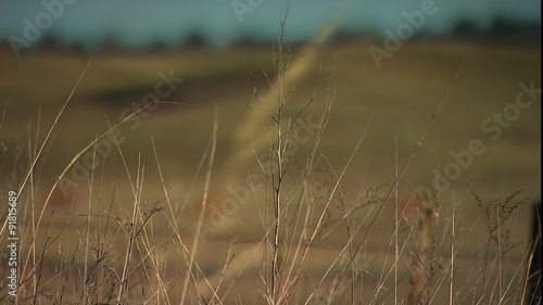 rack focus from grazing cattle to ECU weeds