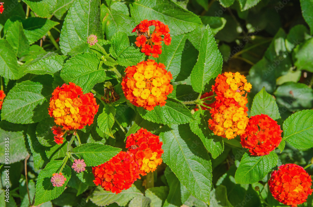 Lantana flowers Lantana flowers