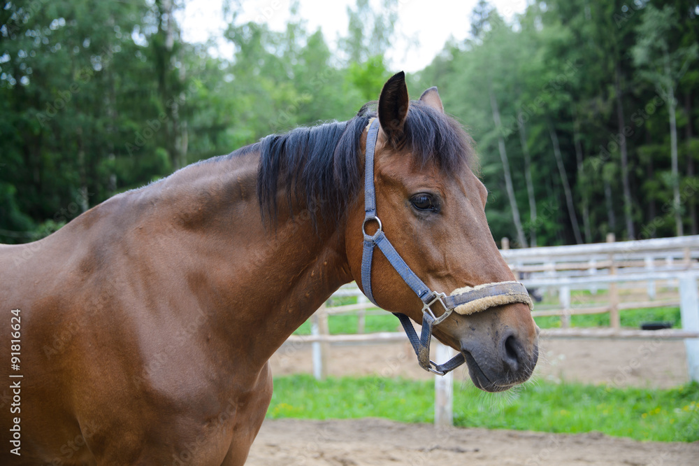 Obraz premium Horse, head horse, thoroughbred racehorse, close-up. Bay stallion, walking horses. The sight of a horse.