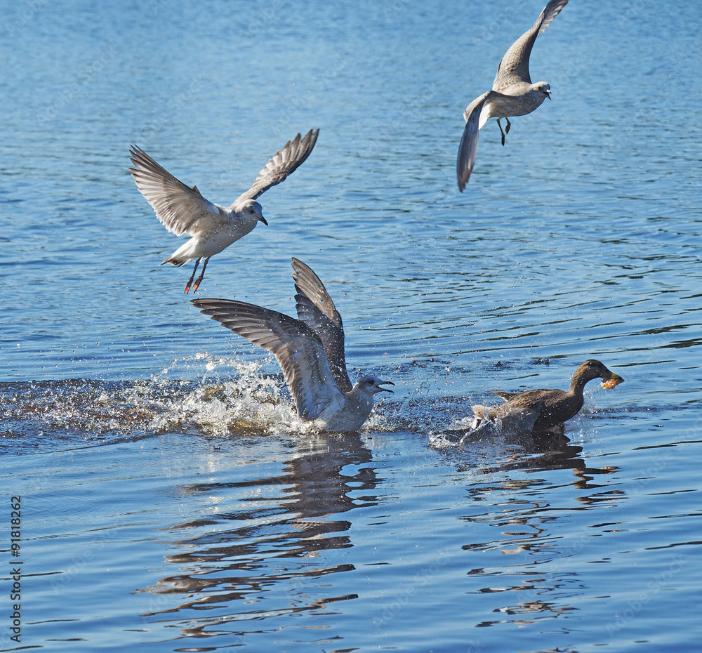 seagull chasing duck seagull chasing duck
