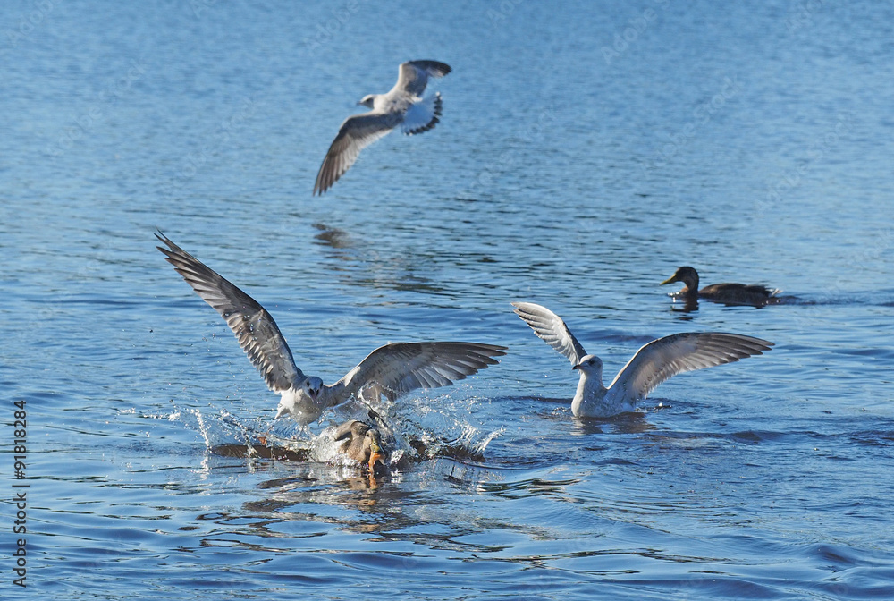 Fototapeta premium seagull chasing duck