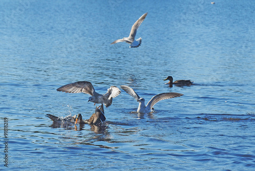 seagull chasing duck © enskanto
