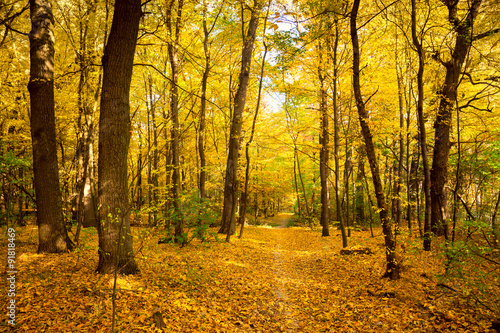 Gold Autumn landscape with footpath - Beautiful Trees in the