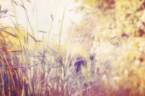 Autumn field grass on sunset light blurred nature background  toned