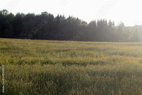 Wheat field with hand