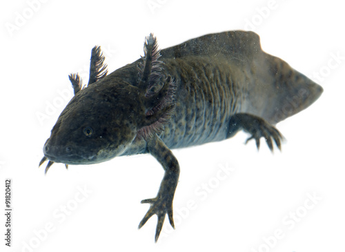 black axolotl