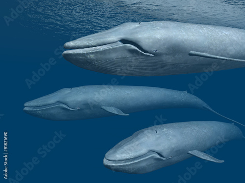 Three Blue Whales