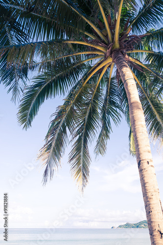 palm on beach with blue sky - soft focus with film filter