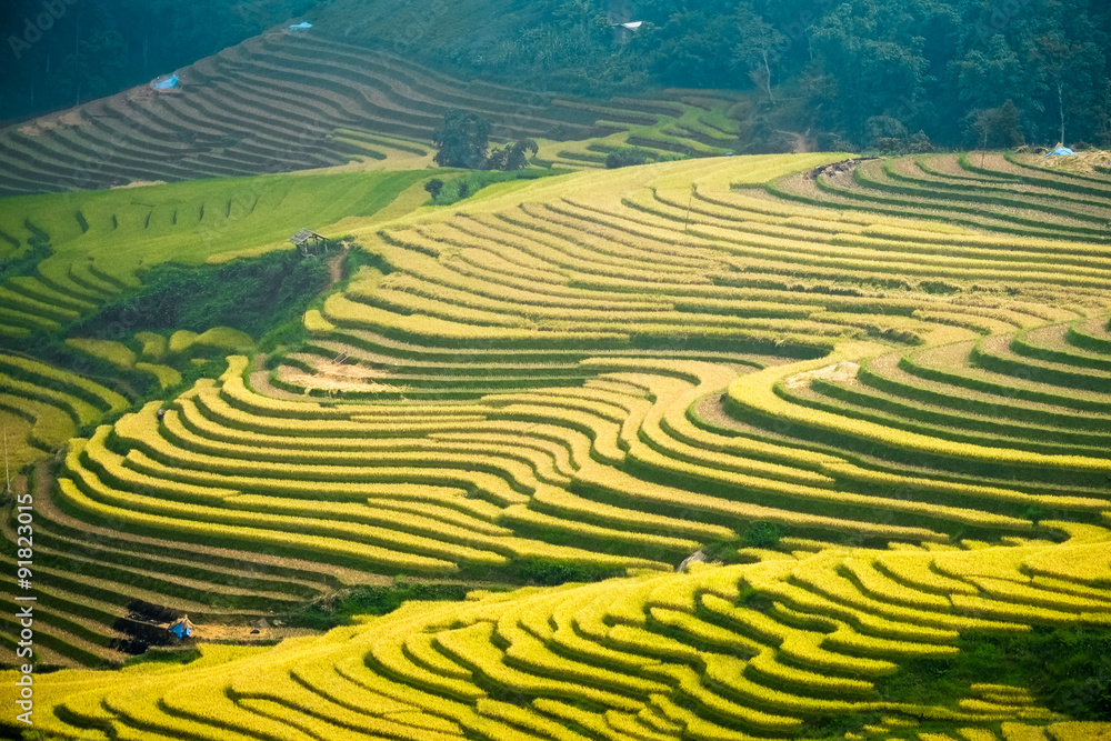 Rice fields on terraced of Mu Cang Chai, YenBai, Vietnam. Rice fields prepare the harvest at Northwest Vietnam.
Rice fields on terraced of Mu Cang Chai, YenBai, Vietnam. Rice fields prepare the harvest at Northwest Vietnam.
