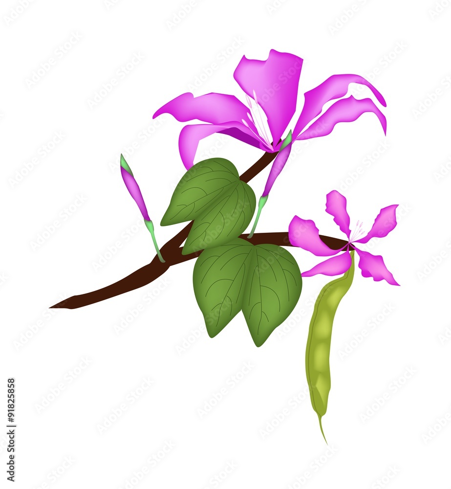 Obraz premium Bauhinia Purpurea or Orchid Tree on White Background