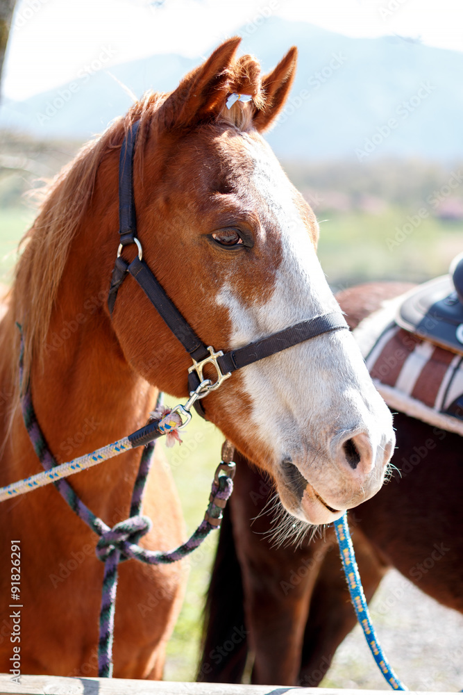 Obraz premium 馬のポートレート