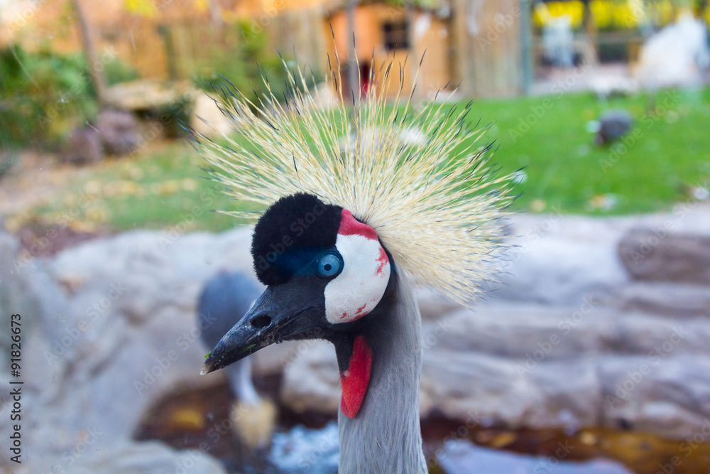 Fototapeta premium Crowned Crane (Balearica regulorum)