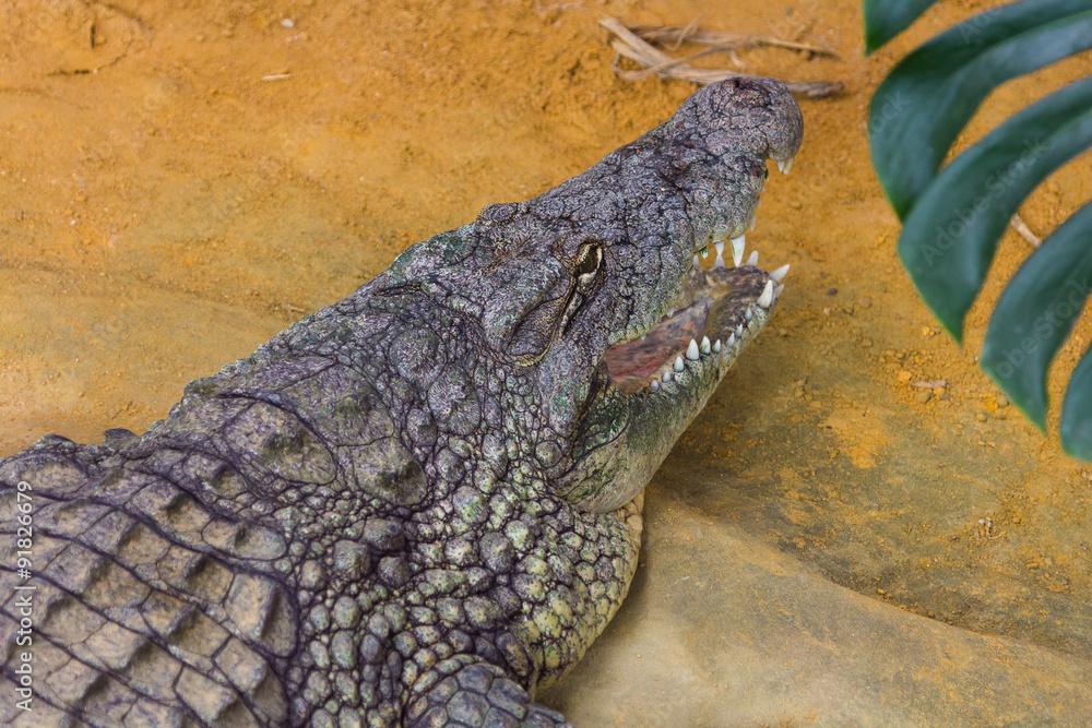 Fototapeta premium giant Nile crocodile with its huge open mouth (Crocodylus niloti)