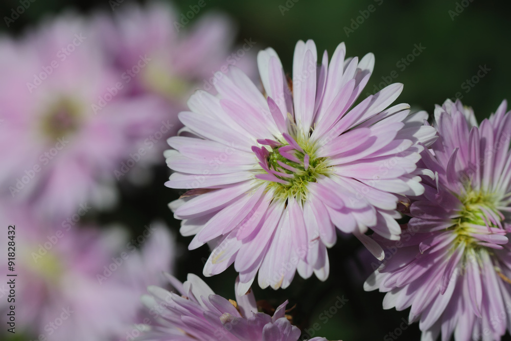 Fototapeta premium Purple flowers