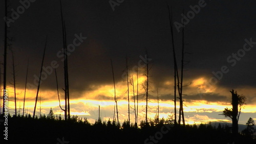 Trees that survived a forest in Yellowstone National Park stand in silhouette.. photo