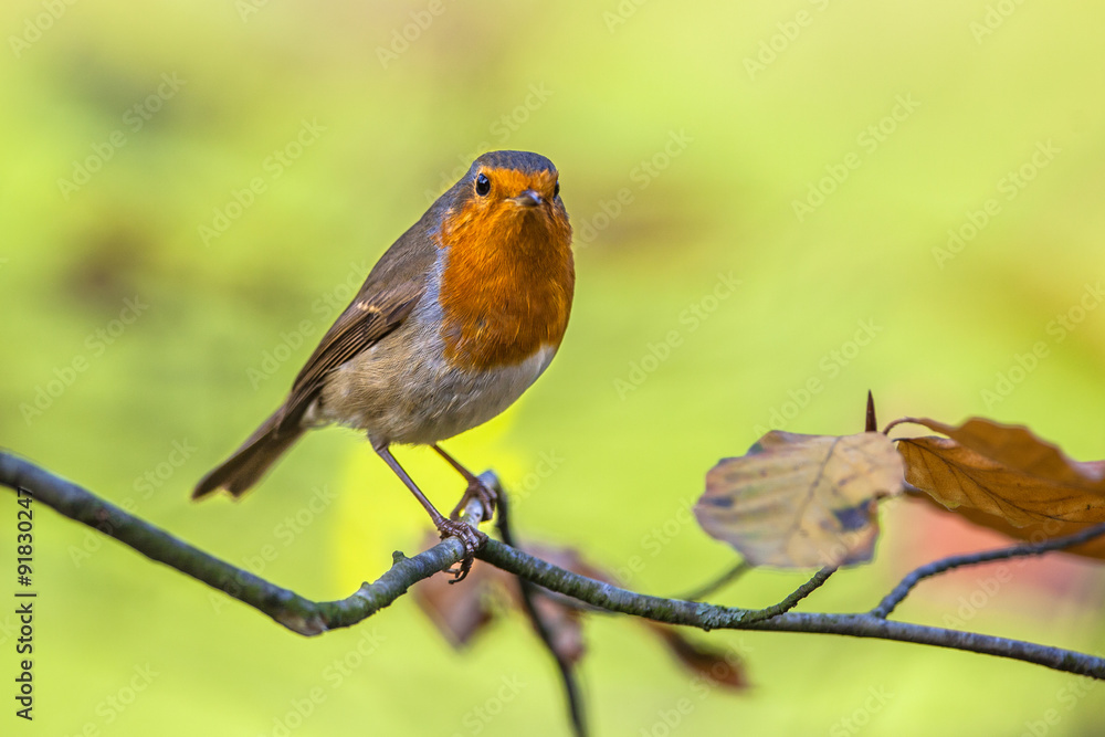 Fototapeta premium Robin perched on a branch