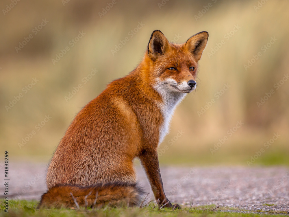 Naklejka premium Red fox waiting