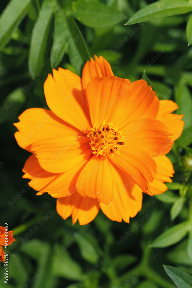 Orange Flower
Orange Flower