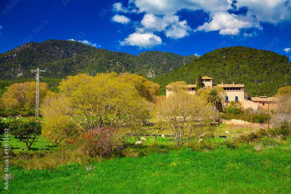 Naklejka premium spring landscape in Mallorca