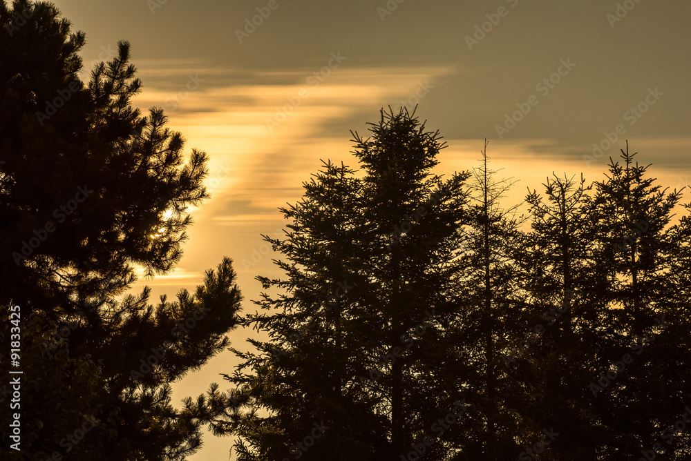 Baumsilhouette mit orangem Himmel bei Vollmond