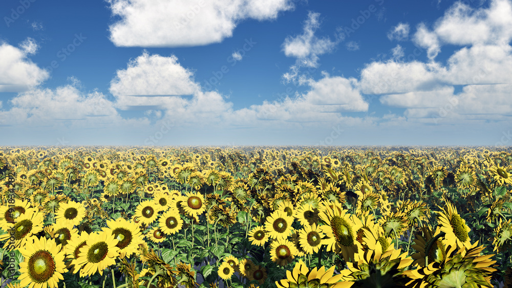Obraz premium Sonnenblumen